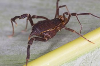 Media type: image;   Invertebrate Zoology 140068